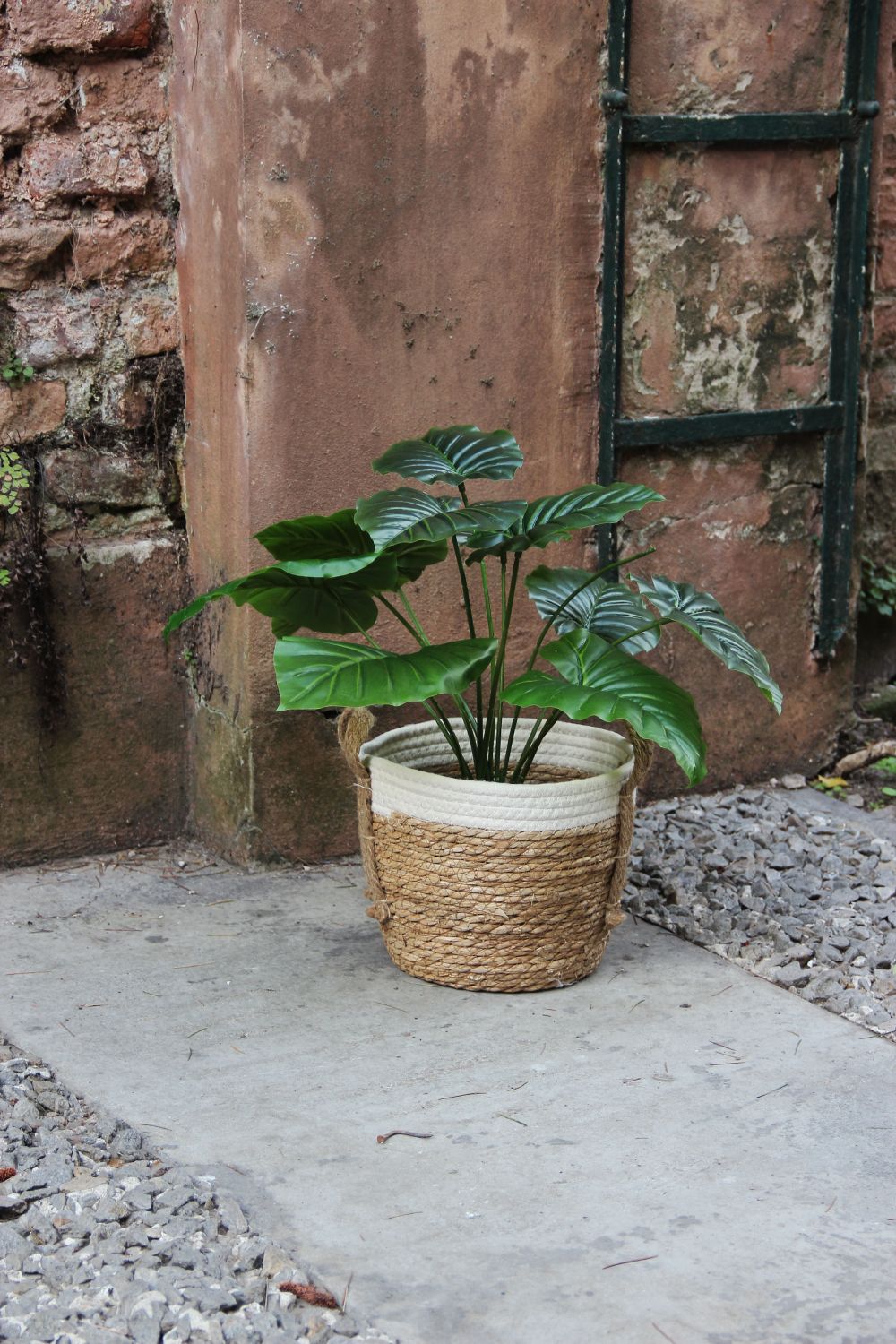 Phylum Plant 50 cm