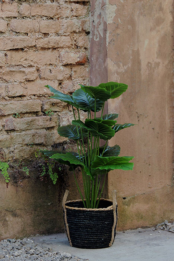 Alocasia Plant 70 cm