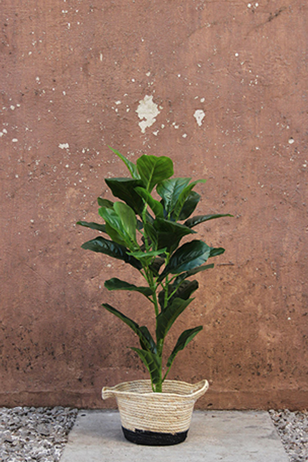 Lyre Planta 90 cm